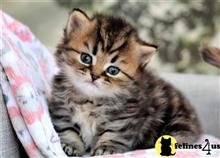 munchkin kitten posted by thechubbyfacedcat