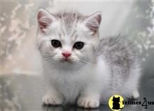 munchkin kitten posted by thechubbyfacedcat