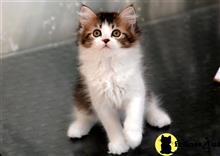 munchkin kitten posted by thechubbyfacedcat
