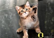 munchkin kitten posted by thechubbyfacedcat