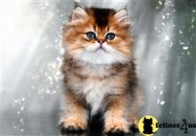 munchkin kitten posted by thechubbyfacedcat