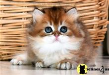 persian kitten posted by thechubbyfacedcat