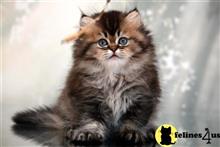 persian kitten posted by thechubbyfacedcat