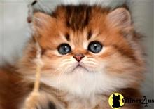 persian kitten posted by thechubbyfacedcat