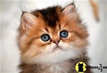 persian kitten posted by thechubbyfacedcat