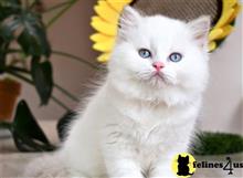 persian kitten posted by thechubbyfacedcat