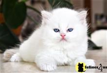 persian kitten posted by thechubbyfacedcat