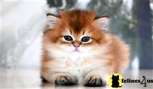 persian kitten posted by thechubbyfacedcat