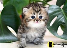 persian kitten posted by thechubbyfacedcat