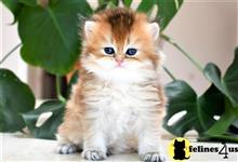 persian kitten posted by thechubbyfacedcat