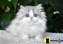 persian kitten posted by thechubbyfacedcat