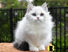 ragdoll kitten posted by thechubbyfacedcat