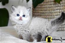 ragdoll kitten posted by thechubbyfacedcat
