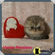 persian kitten posted by Vanierpersians