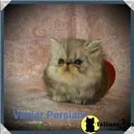 persian kitten posted by Vanierpersians