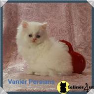 persian kitten posted by Vanierpersians