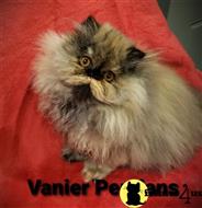 persian kitten posted by Vanierpersians
