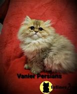 persian kitten posted by Vanierpersians