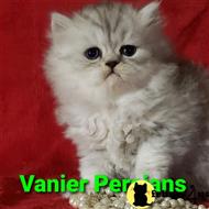persian kitten posted by Vanierpersians