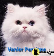 persian kitten posted by Vanierpersians
