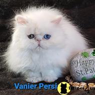persian kitten posted by Vanierpersians
