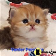 persian kitten posted by Vanierpersians