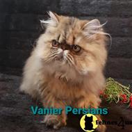 persian kitten posted by Vanierpersians
