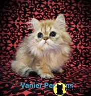persian kitten posted by Vanierpersians
