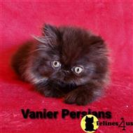 persian kitten posted by Vanierpersians