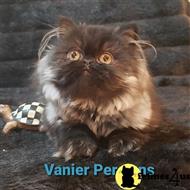 persian kitten posted by Vanierpersians