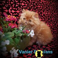 persian kitten posted by Vanierpersians