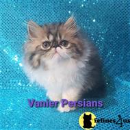 persian kitten posted by Vanierpersians