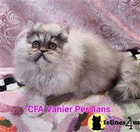 persian kitten posted by Vanierpersians