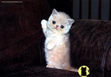 exotic shorthair kitten posted by exoticpersiankittens