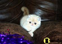 exotic shorthair kitten posted by exoticpersiankittens