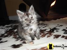 maine coon kitten posted by aevlopes