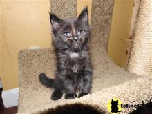maine coon kitten posted by aevlopes