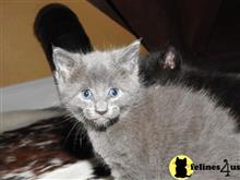 maine coon kitten posted by aevlopes