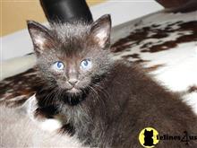 maine coon kitten posted by aevlopes
