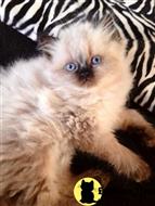 himalayan kitten posted by Purrfect Persians
