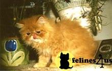 persian kitten posted by angelito