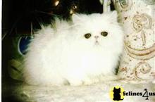 persian kitten posted by angelito