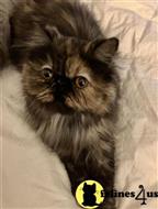 persian kitten posted by angelito