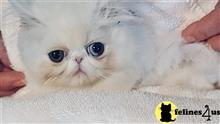 persian kitten posted by Toby149