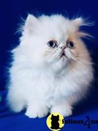 persian kitten posted by Toby149