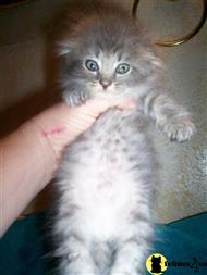 scottish fold kitten posted by dieselcowgirl69