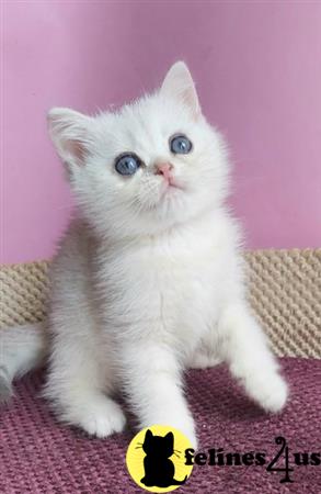 British Shorthair kitten for sale