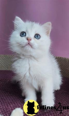 British Shorthair kitten for sale