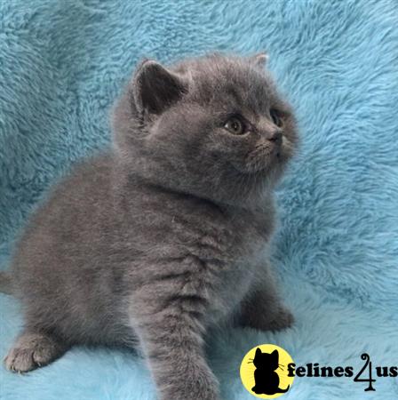 British Shorthair kitten for sale