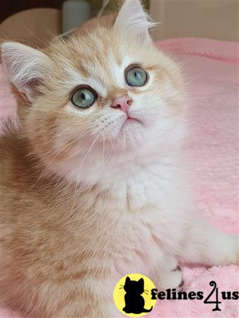 British Shorthair kitten for sale